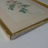 Old pink framed botanical engraving signed redouté