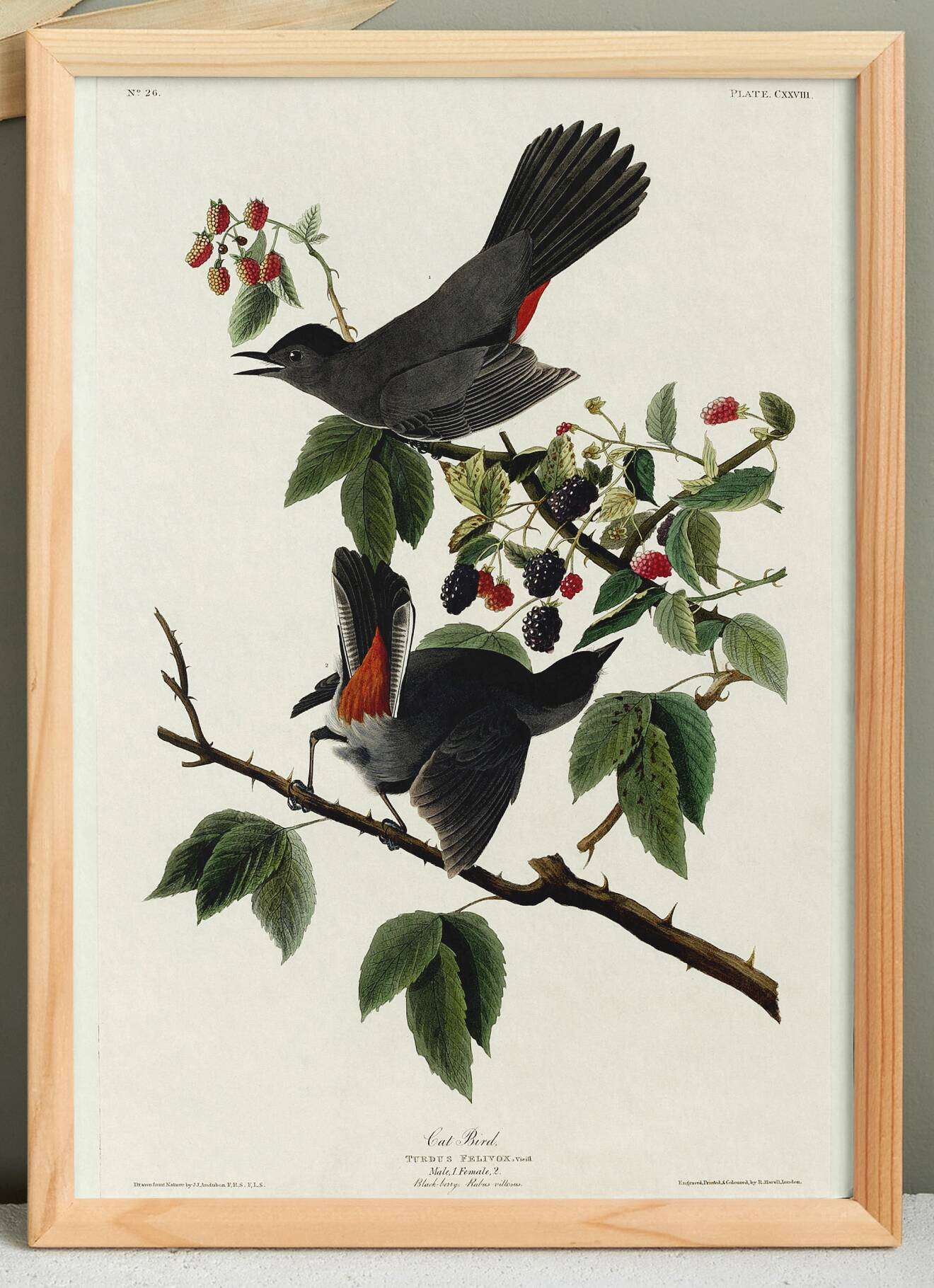 Poster about the Blackbird-Cat, based on an old engraving from 1827.