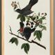 Poster about the Blackbird-Cat, based on an old engraving from 1827.