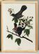 Affiche sur le Merle-chat, d’après une gravure ancienne de 1827.