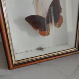 Butterflies frame