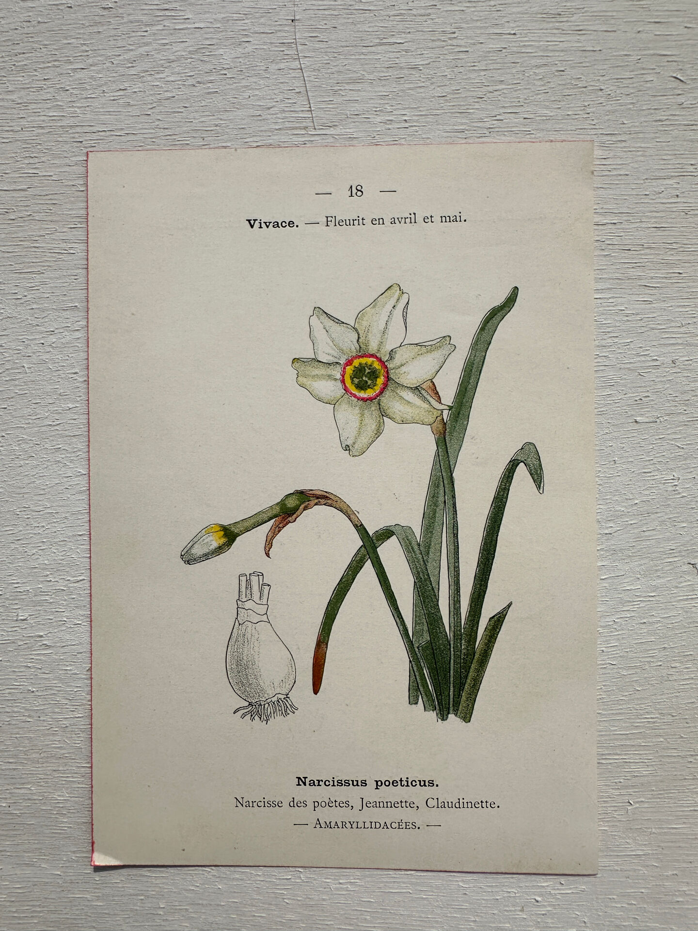 Botanical Plate 1800 Old Naturalist Engraving 19th Century Double-Sided