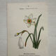 Botanical Plate 1800 Old Naturalist Engraving 19th Century Double-Sided