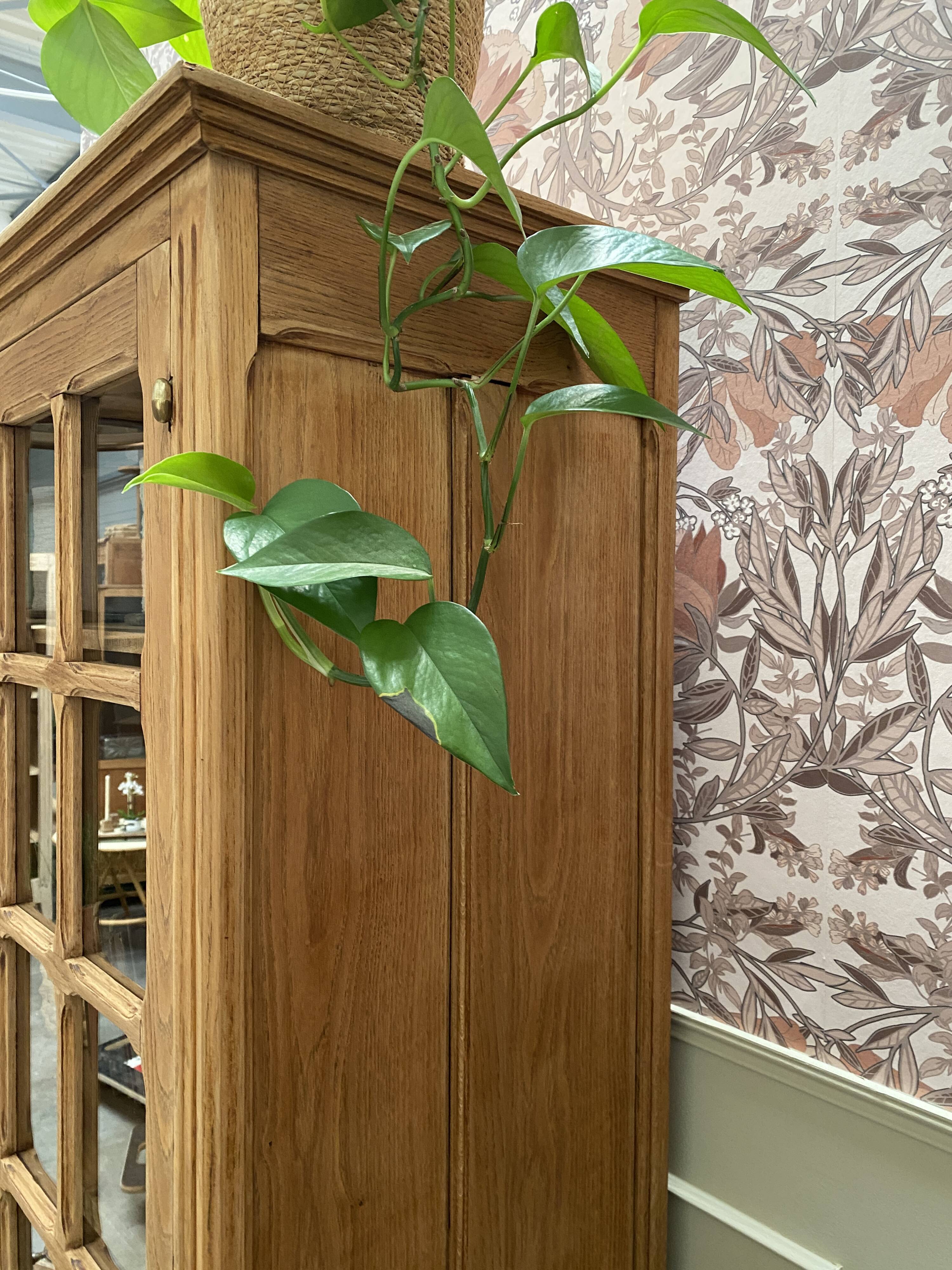 Bibliothèque en chêne - armoire vitrée