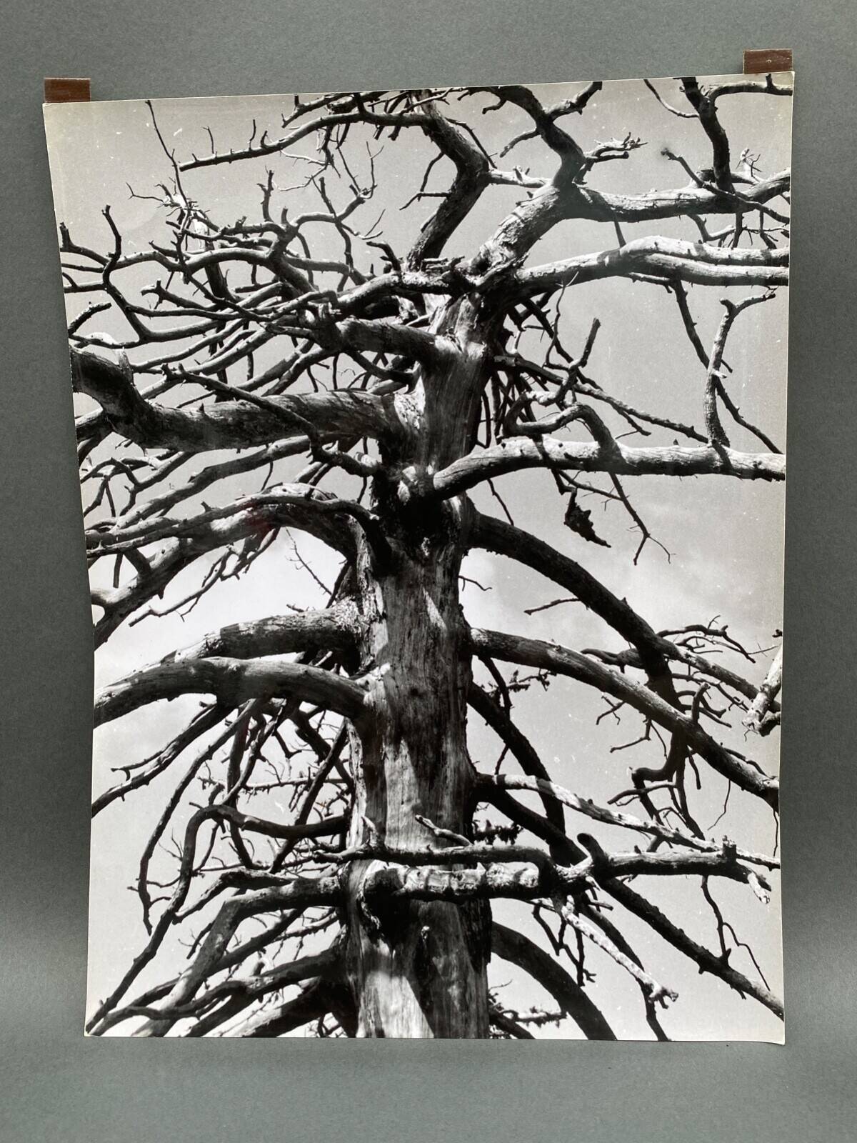 Photo argentique Bernard Darot Graminées Fleurs XXe