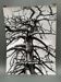 Silver gelatin photograph by Bernard Darot, Grasses and Flowers, 20th century