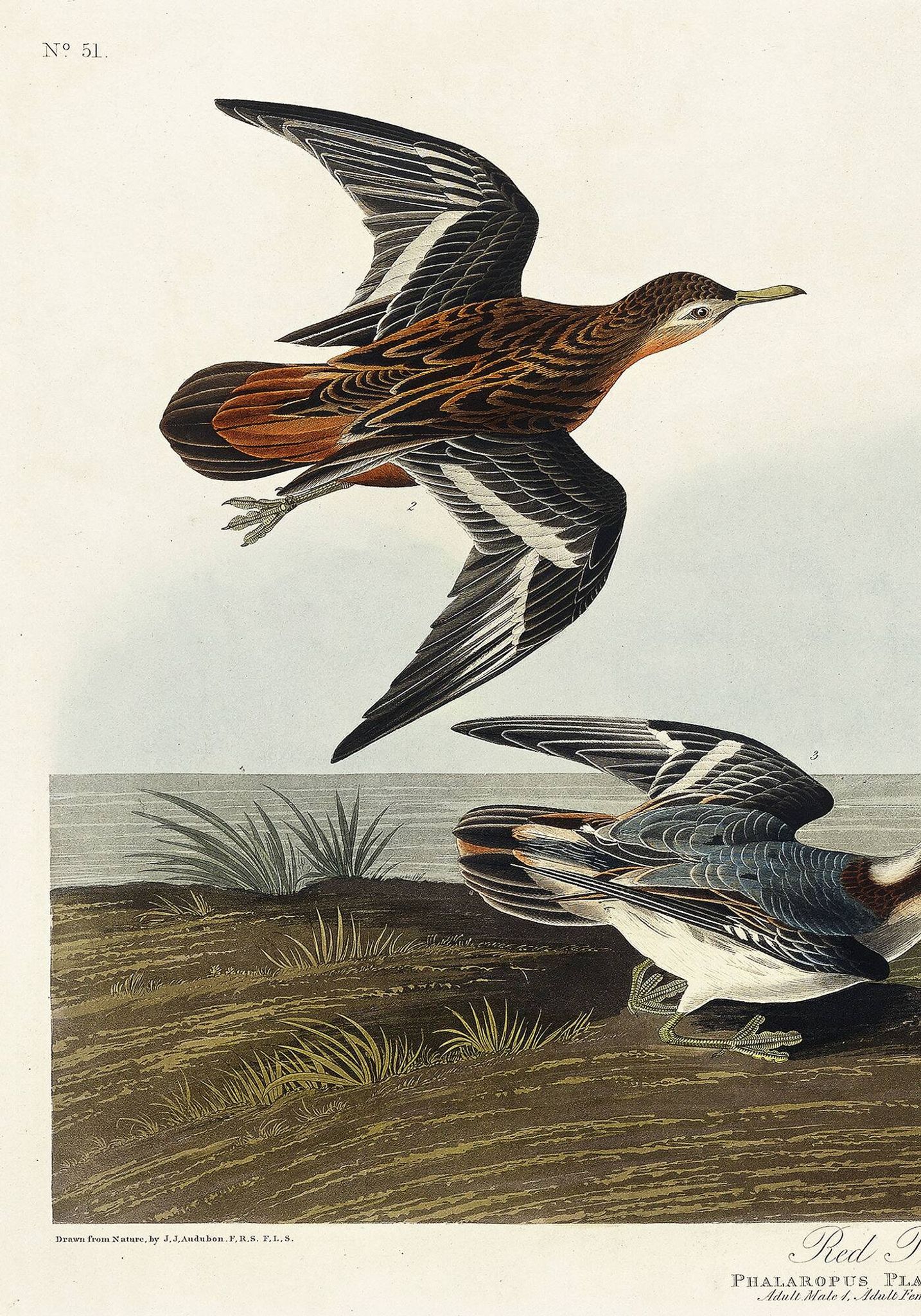 Poster about the Broad-beaked Phalarope, based on an old engraving from 1827.