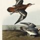 Poster about the Broad-beaked Phalarope, based on an old engraving from 1827.