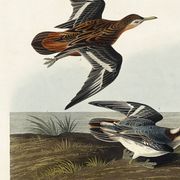 Poster about the Broad-beaked Phalarope, based on an old engraving from 1827.