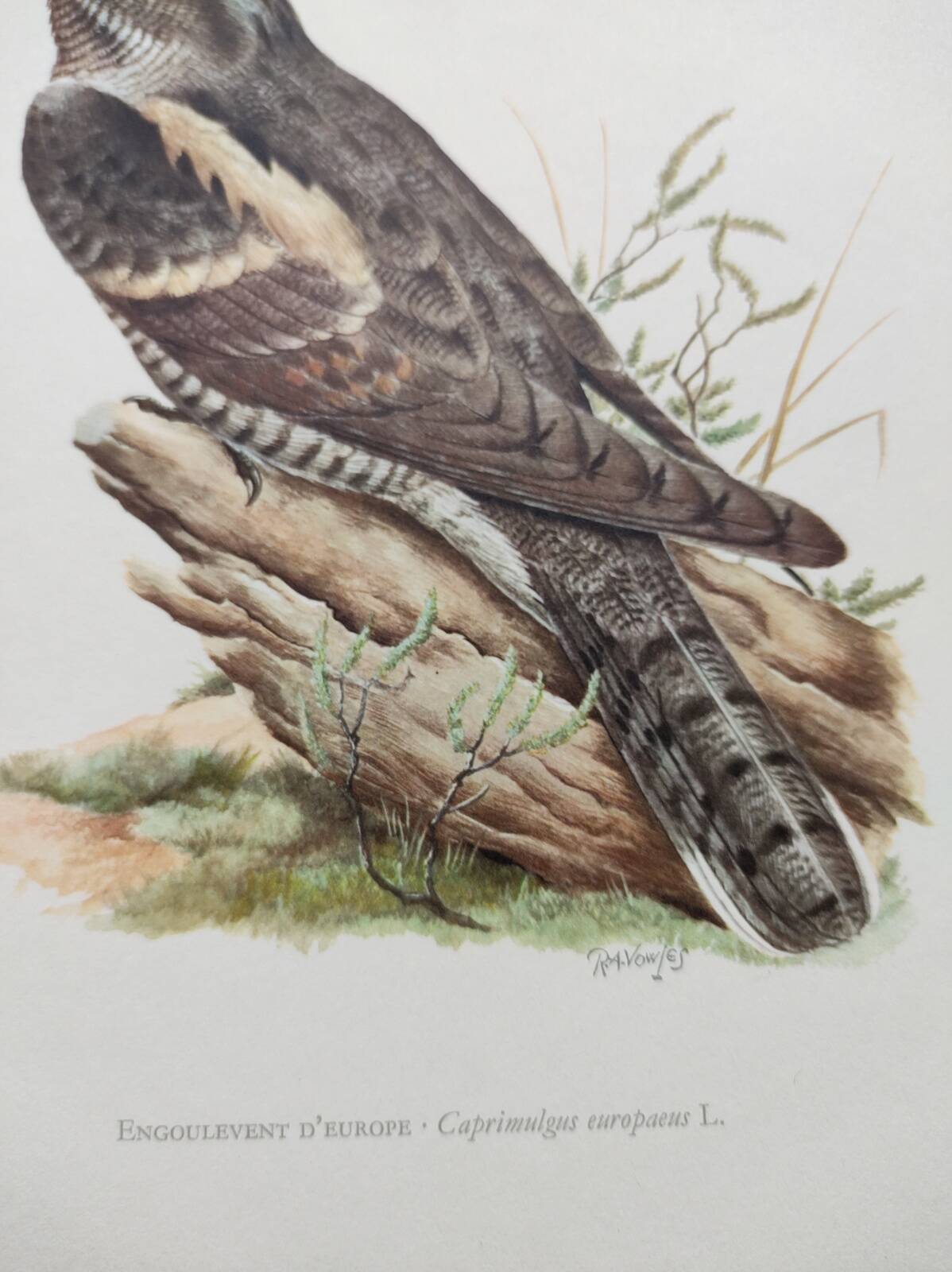 Bird illustration 1960s - European nightjar - Vintage zoological and ornithological image