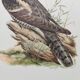 Bird illustration 1960s - European nightjar - Vintage zoological and ornithological image