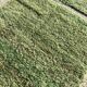 Berber rug M'rirt 210x300 cm - Olive green