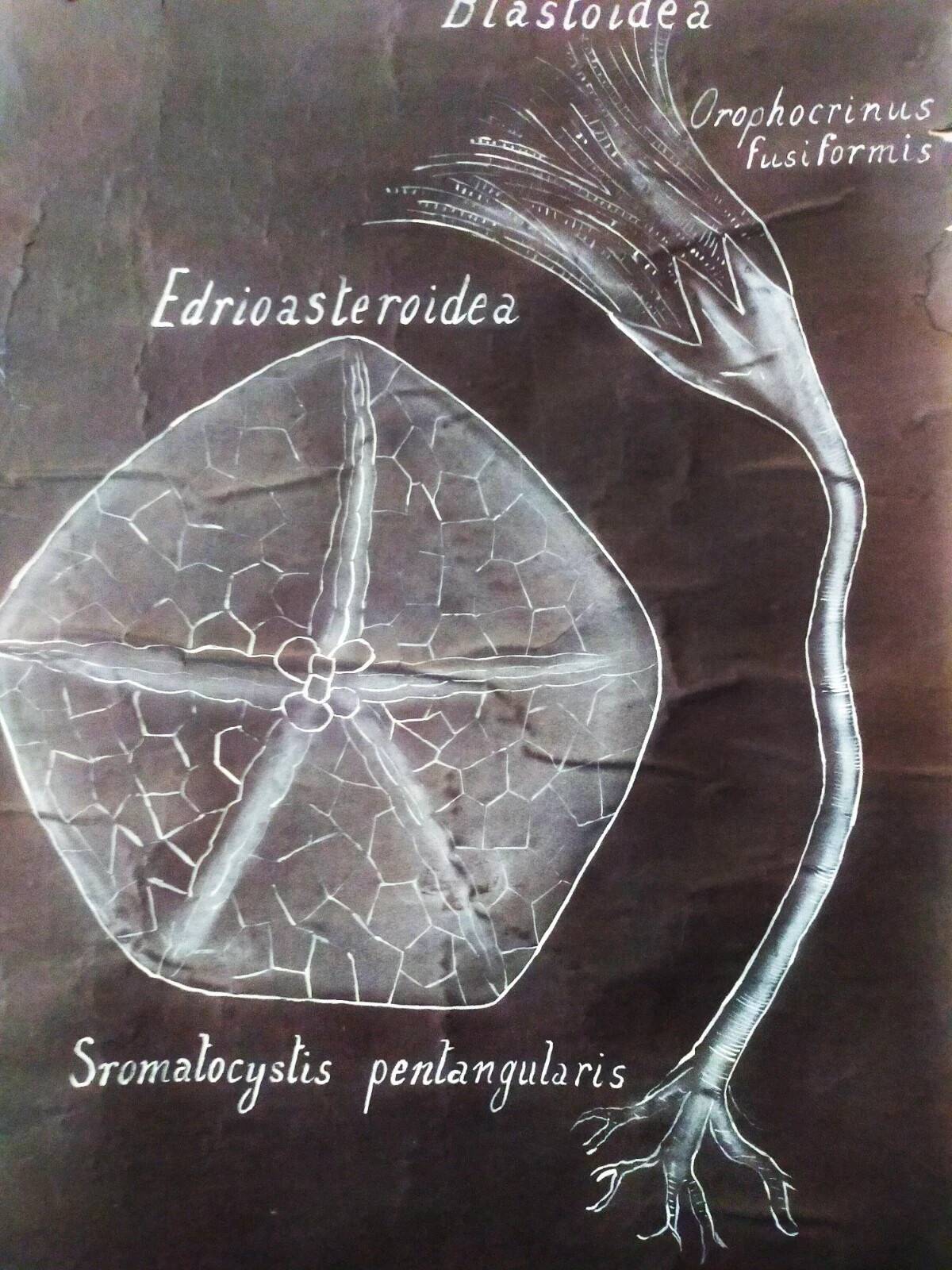 Rare educational grand tableau hand-drawn of extinct echinoderms, 19th century.