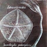 Rare educational grand tableau hand-drawn of extinct echinoderms, 19th century.