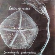 Rare educational grand tableau hand-drawn of extinct echinoderms, 19th century.