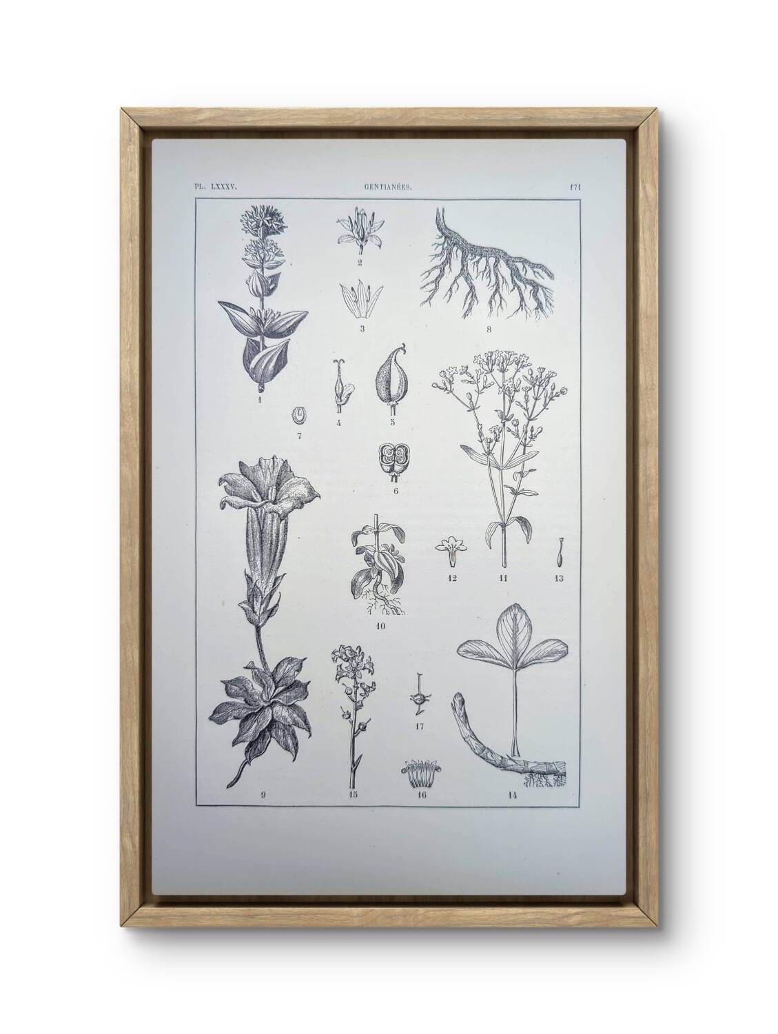 Printed in 1889, the Gentianaceae. Old botanical plate.