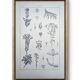 Printed in 1889, the Gentianaceae. Old botanical plate.