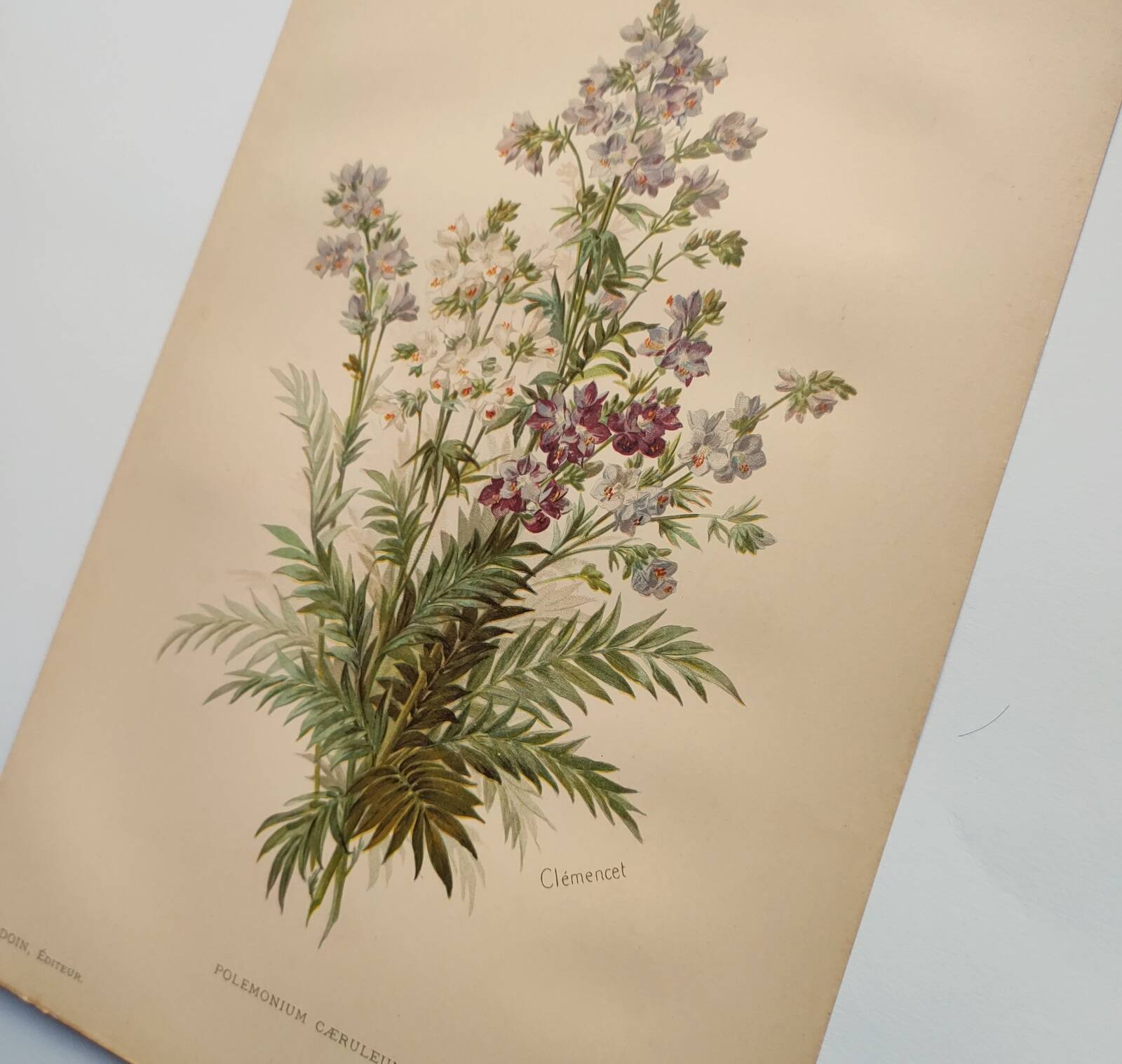Planche botanique de 1897 - Polémoine Bleue - Gravure originale de fleur de Clemencet