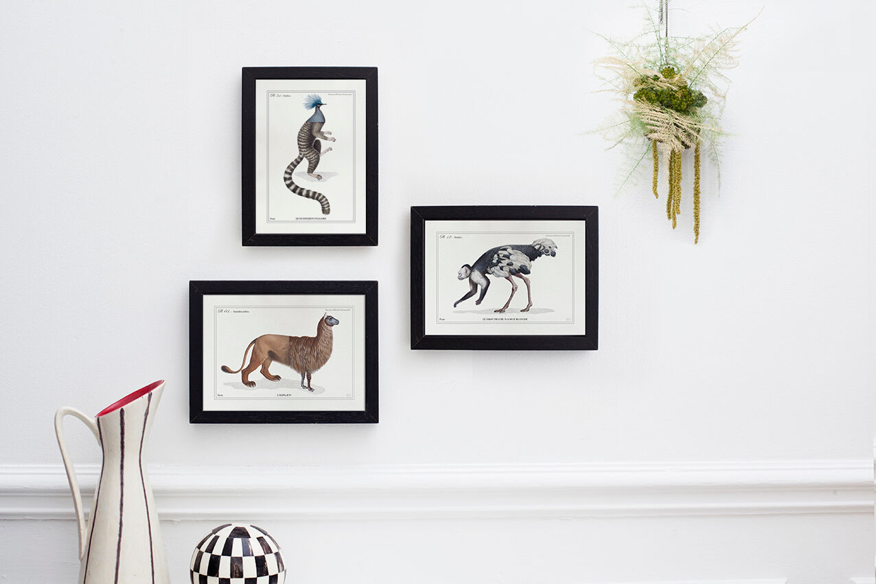 Chimera lithograph animal engraving - the pink flamoulpe