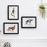 Chimera lithograph animal engraving - the pink flamoulpe