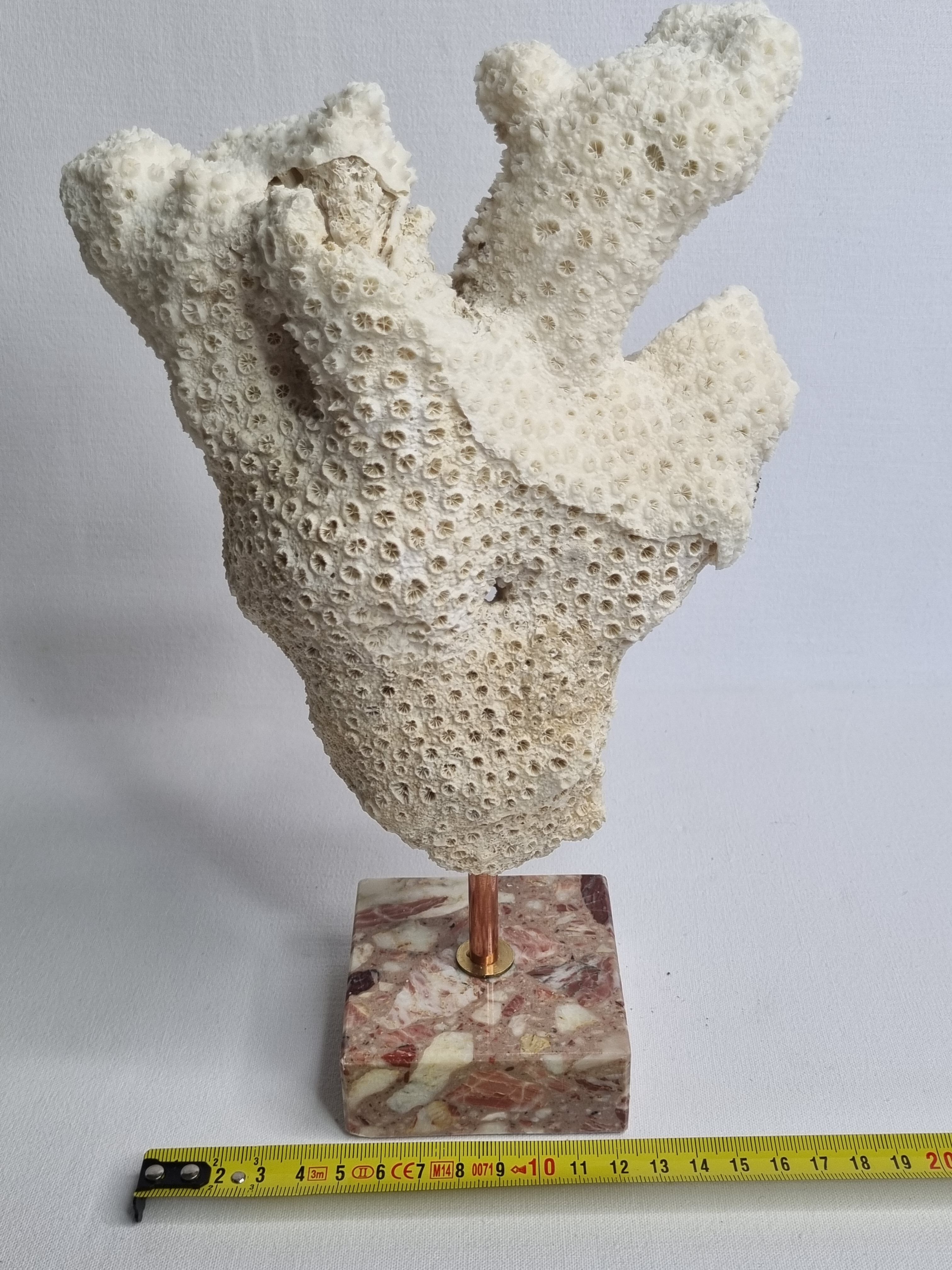 Old white coral branch on pedestal, 27 cm