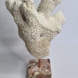 Old white coral branch on pedestal, 27 cm
