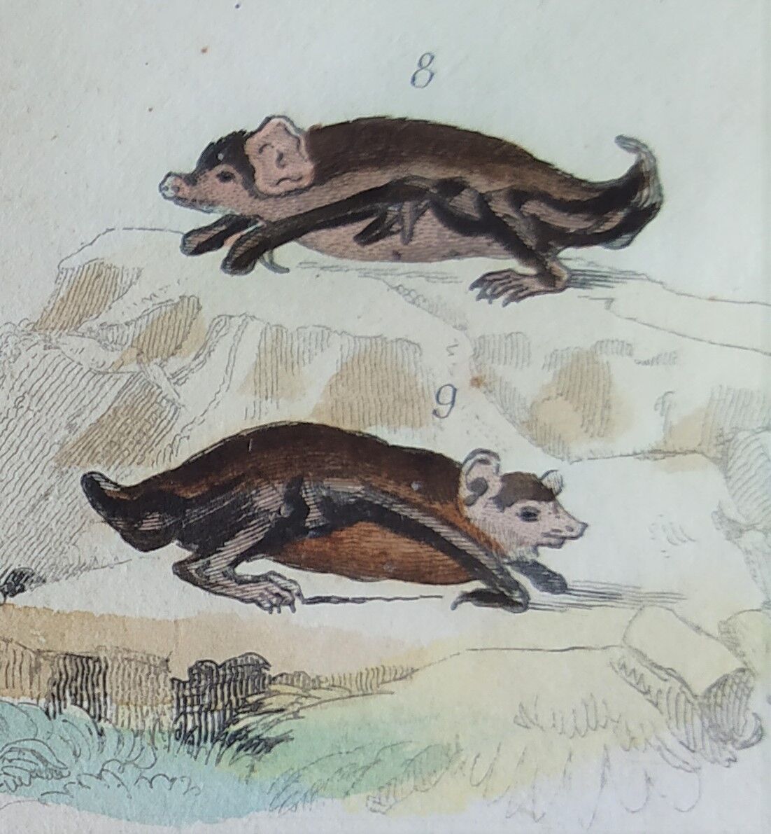 Planche Ornithologique originale " Chauve souris - Oreillard - &c... " Buffon 1836