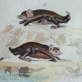 Planche Ornithologique originale " Chauve souris - Oreillard - &c... " Buffon 1836