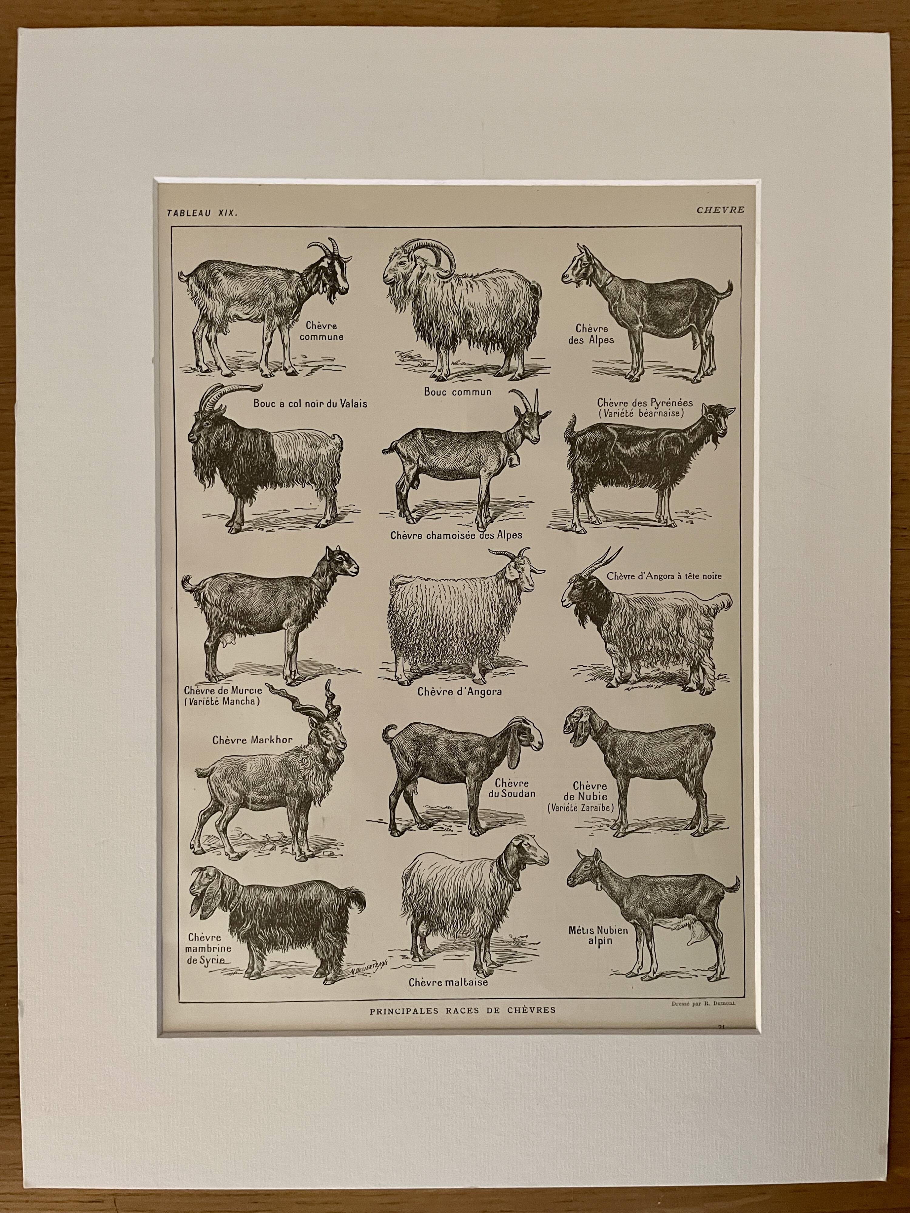 Lithographie sur les chèvres - 1920