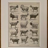 Lithograph on goats - 1920