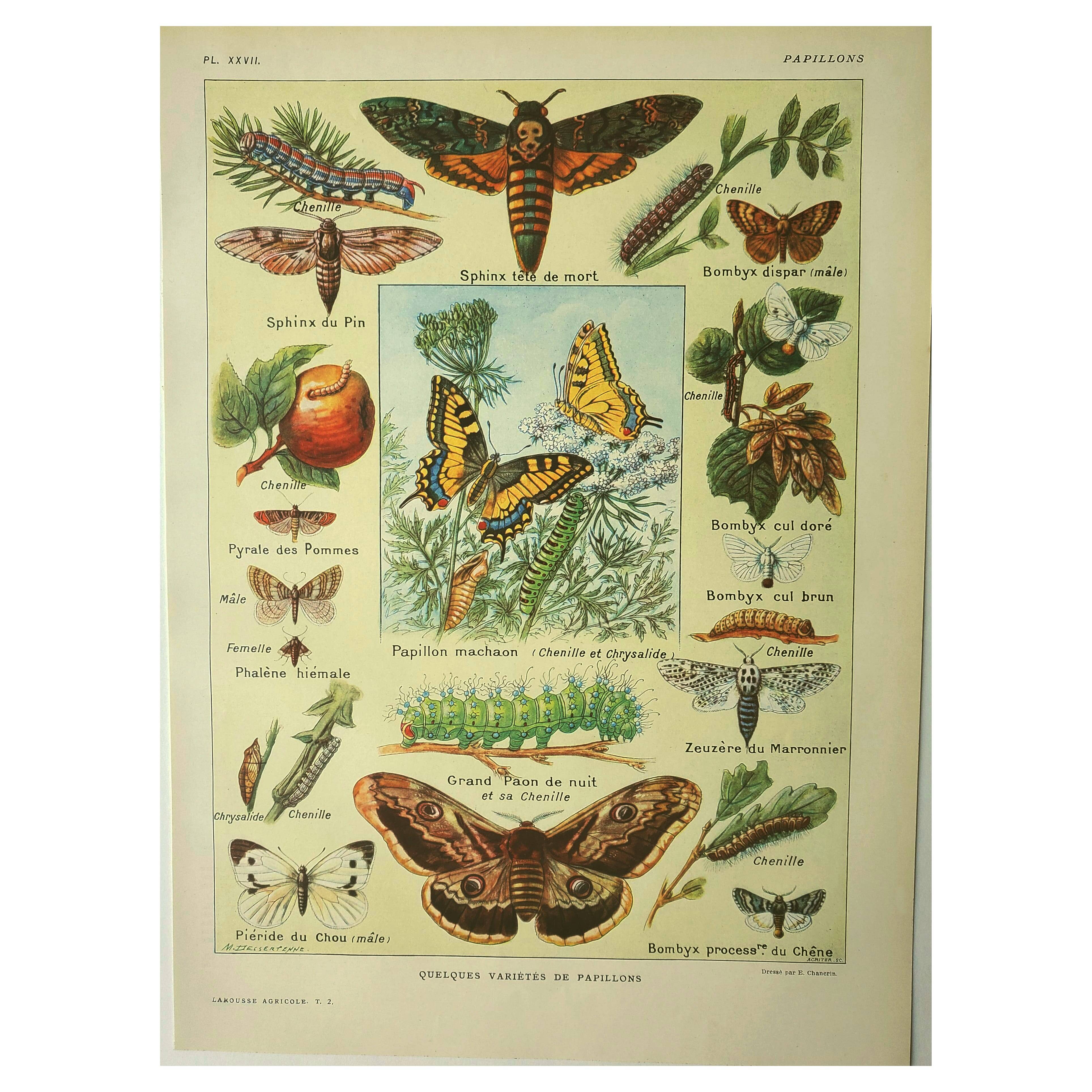 Antique engraving 1921 M. Dessertenne - Butterfly - Beautiful lithograph