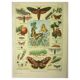 Gravbure ancienne 1921 M. Dessertenne - Papillon - Belle lithographie