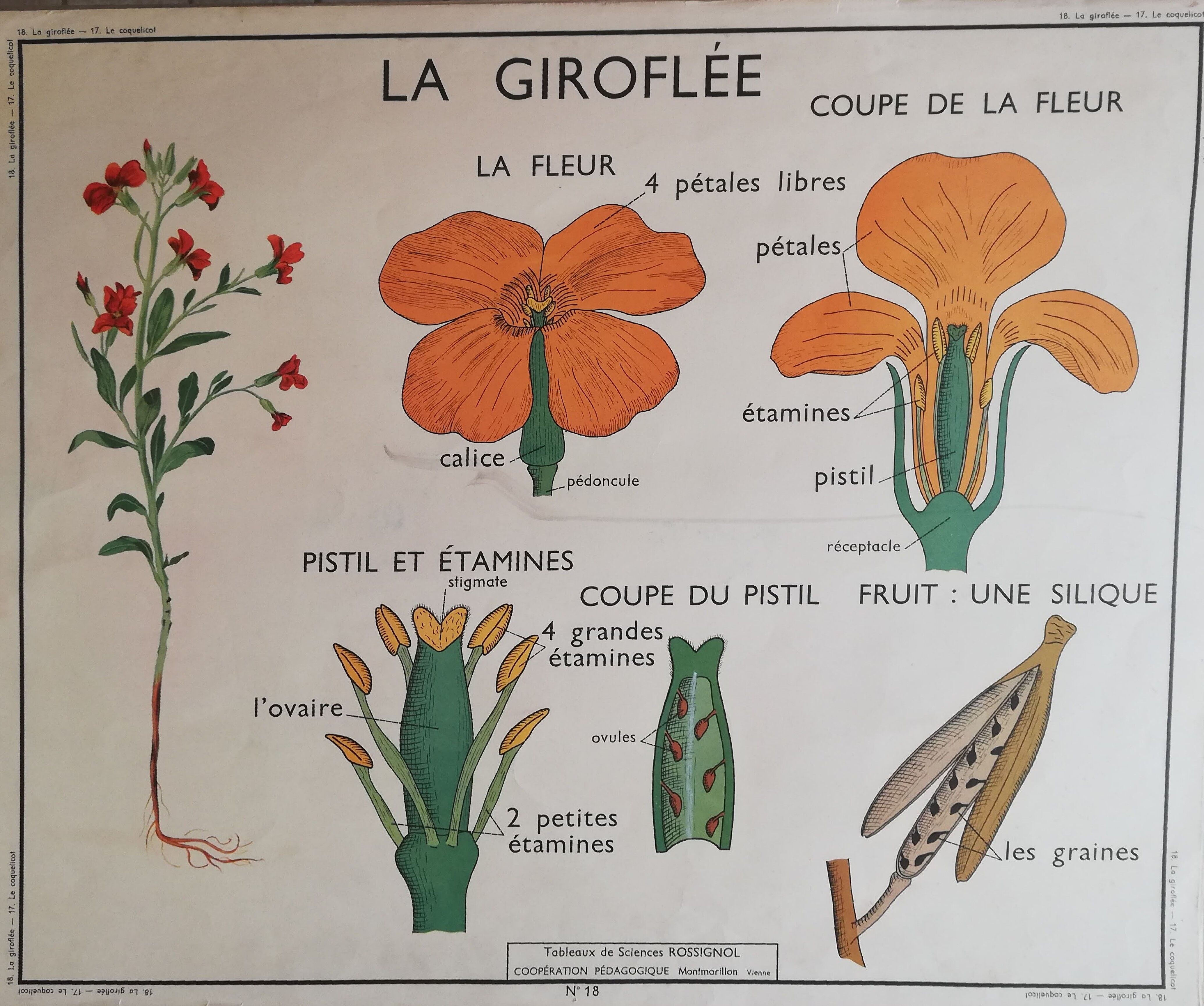 Old Rossignol school poster