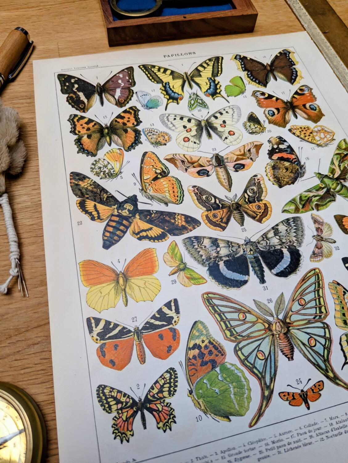 Imprimée en 1905, les papillons. Affiche Entomologique ancienne.