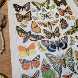 Imprimée en 1905, les papillons. Affiche Entomologique ancienne.