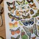 Imprimée en 1905, les papillons. Affiche Entomologique ancienne.