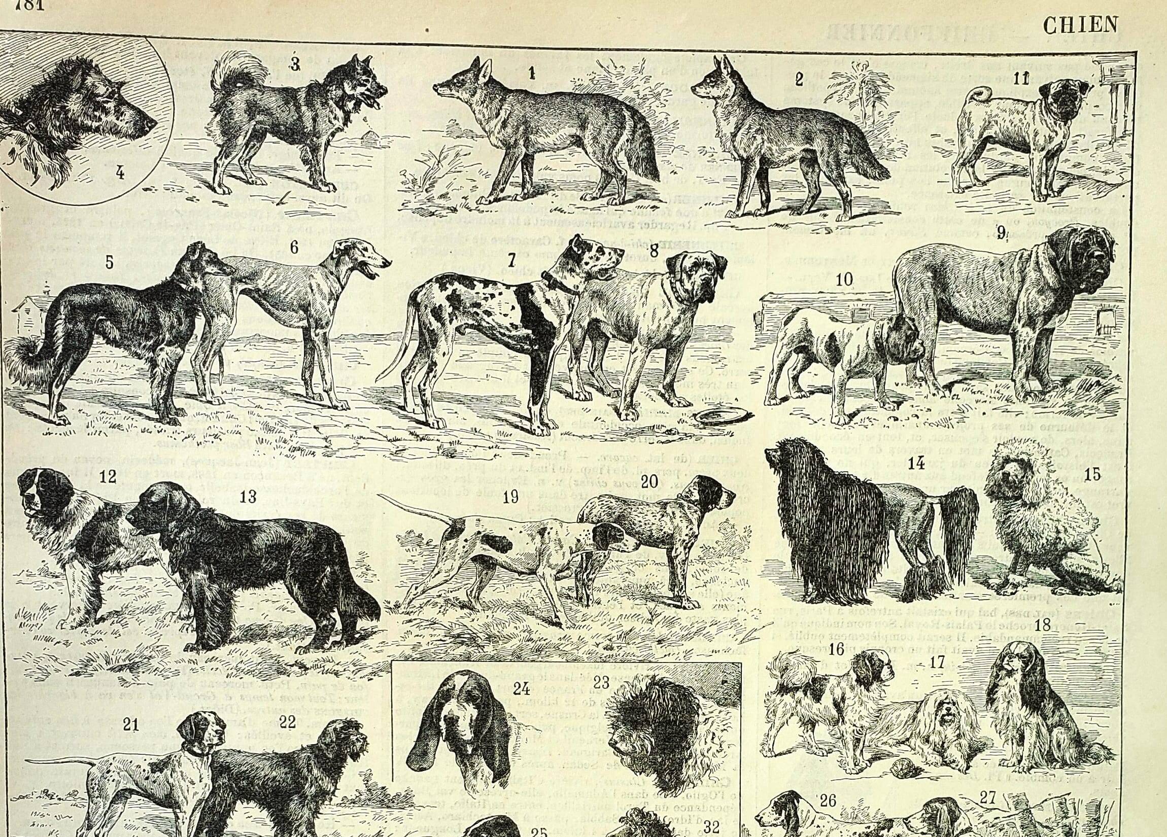 Antique engraving 1897 A. Millot - Dog, breed, shepherd