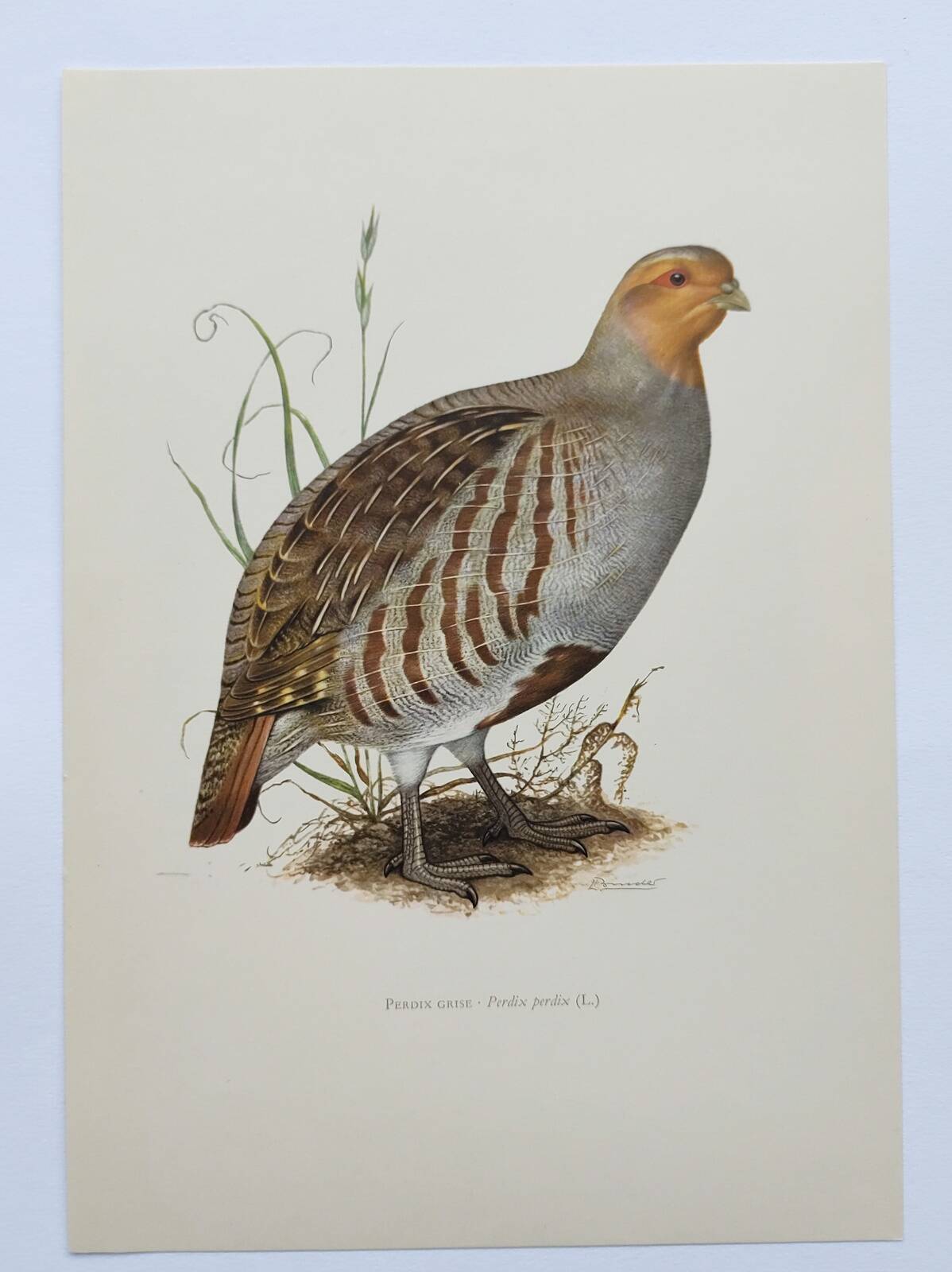 Planche oiseau vers 1962 60 - Perdrix Grise - Illustration ornithologique vintage