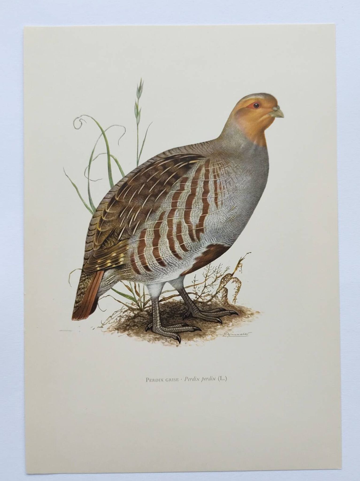 Bird board circa 1962 60 - Gray Partridge - Vintage ornithological illustration