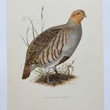 Planche oiseau vers 1962 60 - Perdrix Grise - Illustration ornithologique vintage