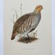 Bird board circa 1962 60 - Gray Partridge - Vintage ornithological illustration