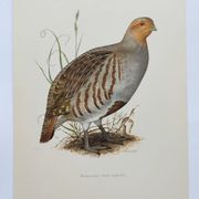 Bird board circa 1962 60 - Gray Partridge - Vintage ornithological illustration