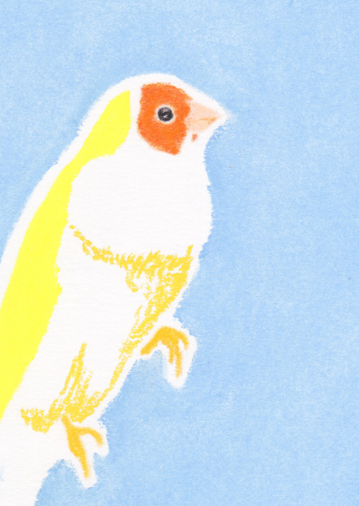 Oiseau "Diamant de Gould" - Dessin original