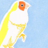 Bird "Gould's Diamond" - Original Drawing