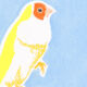 Oiseau "Diamant de Gould" - Dessin original