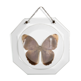 Naturalized butterfly