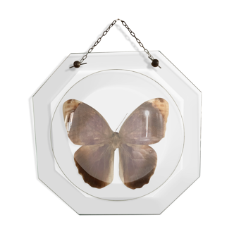 Naturalized butterfly