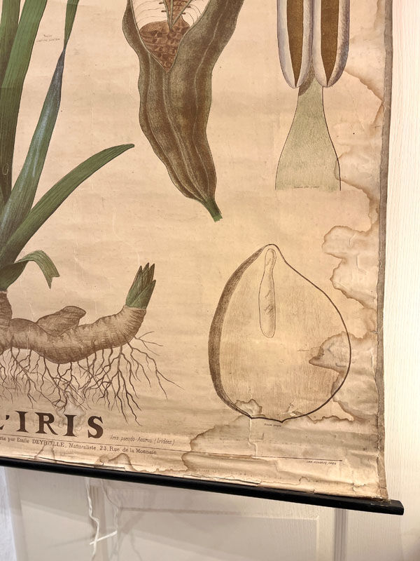 Ancienne planche de botanique de la maison Deyrolle “L’Iris”