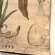 Old botanical plate from the Deyrolle house “L'Iris”