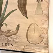Ancienne planche de botanique de la maison Deyrolle “L’Iris”